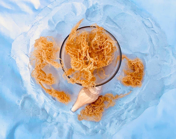 Dry Sea Moss